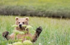 Alaska Bear Viewing