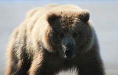 Brown Bear at Silver Salmon Creek