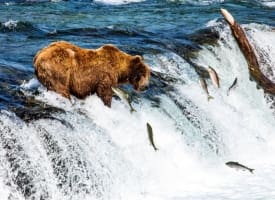 Alaska Bear Viewing at Brooks Falls