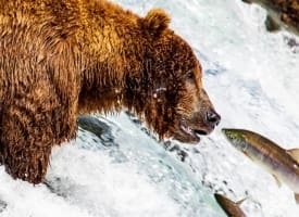 Alaska Bear Viewing at Brooks Falls