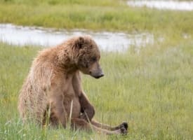 Alaska Bear Viewing