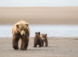Alaska Bear Viewing