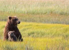Alaska Bear Viewing