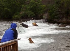 Alaska Bear Viewing
