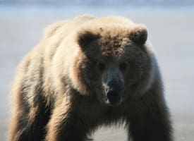 Brown Bear at Silver Salmon Creek