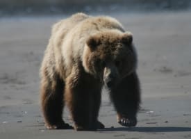 Brown Bear on Beach