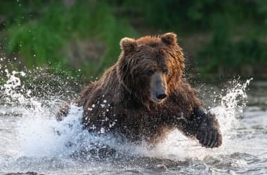 Katmai National Park Bear Viewing
