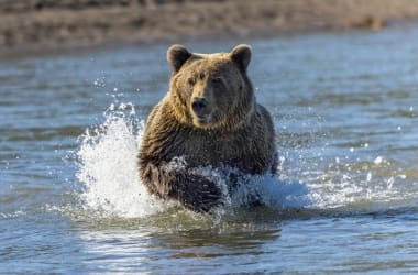 Katmai National Park Bear Viewing