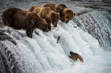 Katmai National Park Bear Viewing