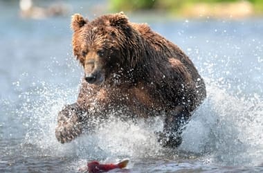 Katmai National Park Bear Viewing