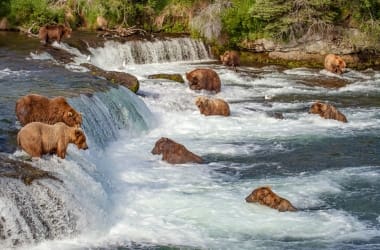 Katmai National Park Bear Viewing