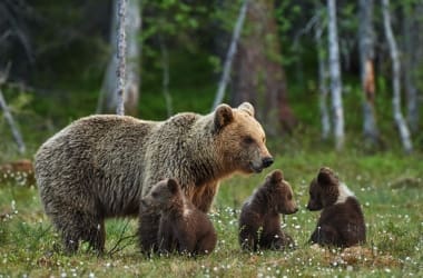 Katmai National Park Bear Viewing
