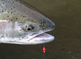 Fly-out Fishing from Anchorage Alaska