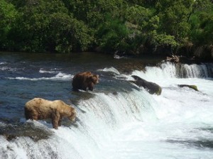 Alaska Bear Viewing Tour: Brooks Falls in Katmai National Park