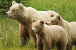Silver Salmon Creek Alaska Bear Viewing Tour: Silver Salmon Creek in Lake Clark National Park