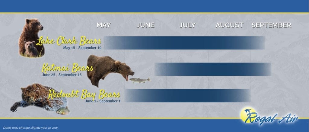 390858 REGAL AIR Bear Viewing